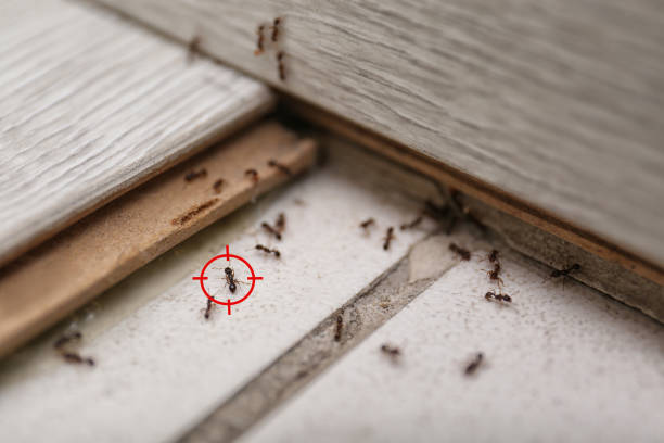 Pest Control Cost in Kidron, OH