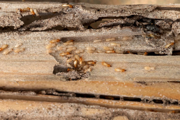 Best Best Pest Control Companies  in Kidron, OH